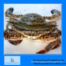 frozen crab blue swimming crab portunus